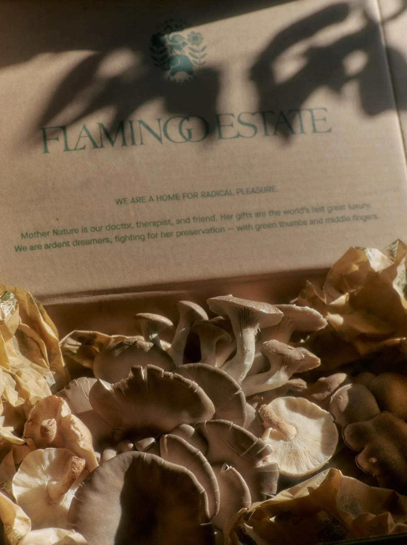 Organic Artisanal Mushroom Box - Image 4