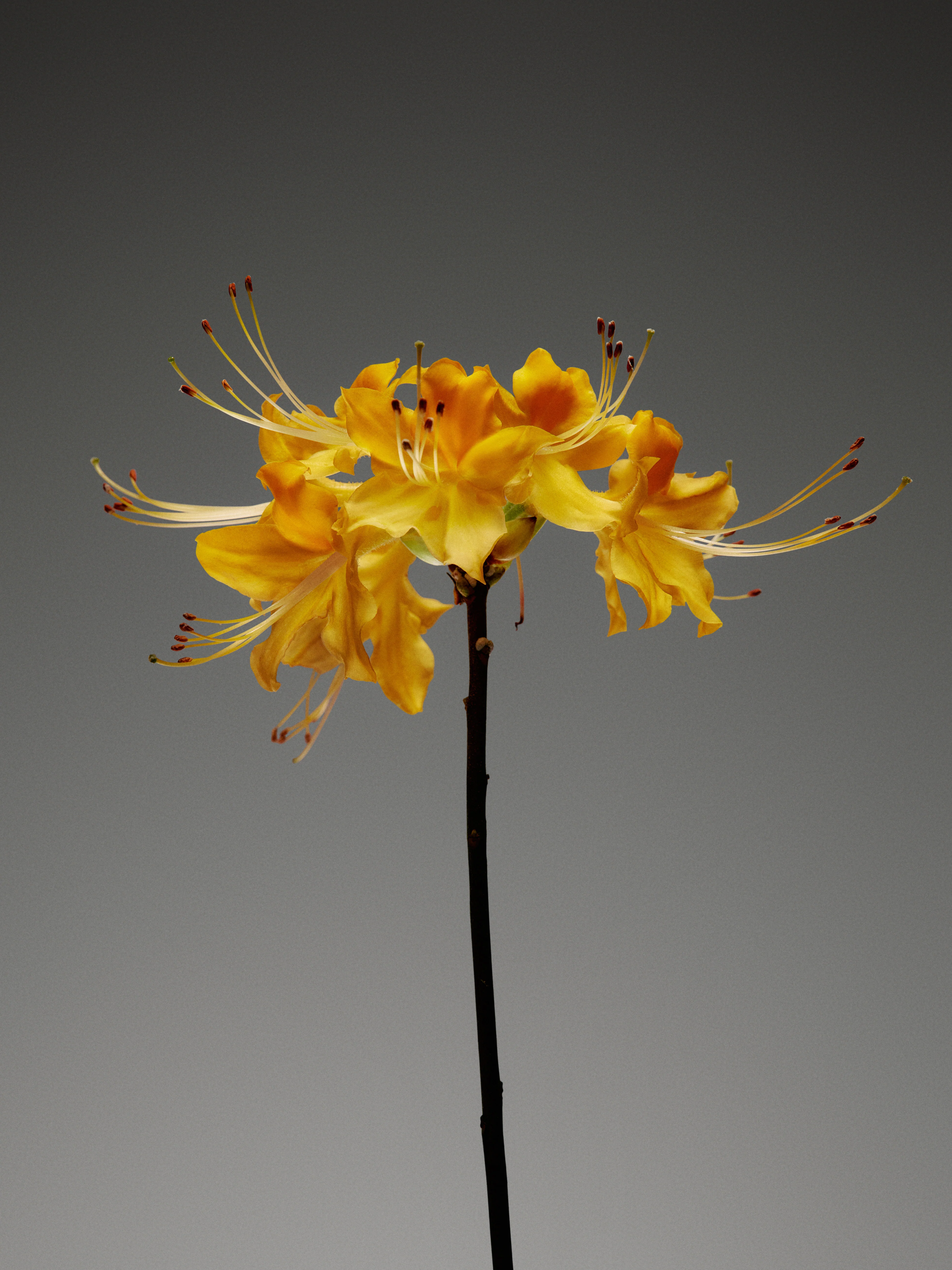 Golden Pollinator Duo - Image 10